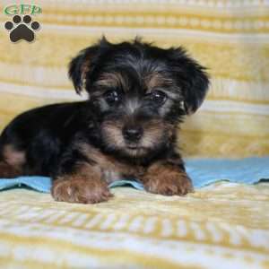 Dallus, Yorkie Puppy