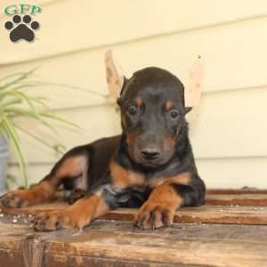 Sunshine, Doberman Pinscher Puppy