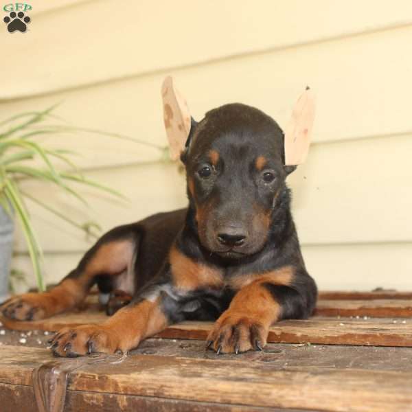 Sunshine, Doberman Pinscher Puppy