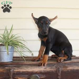 Sasha, Doberman Pinscher Puppy