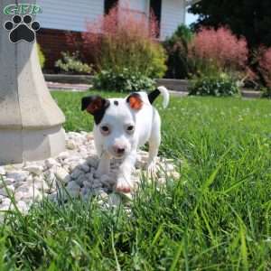 Sheila, Jack Russell Terrier Puppy