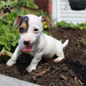 Shelly, Jack Russell Terrier Puppy
