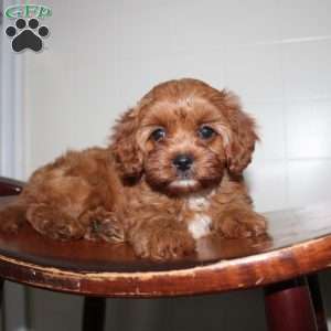 Hilda, Cavapoo Puppy