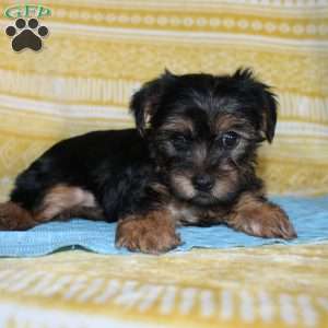 Dallus, Yorkie Puppy