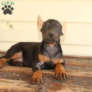 Sunshine, Doberman Pinscher Puppy