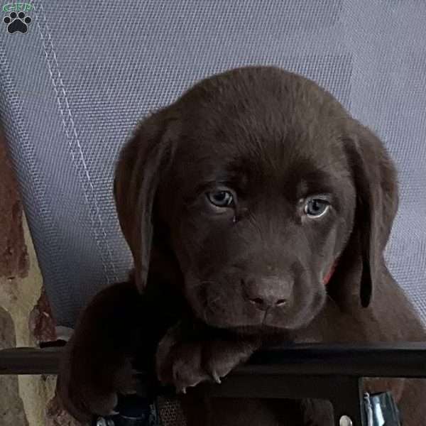 Lou lou, Black Labrador Retriever Puppy