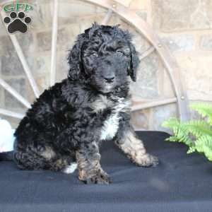 Jack, Mini Labradoodle Puppy