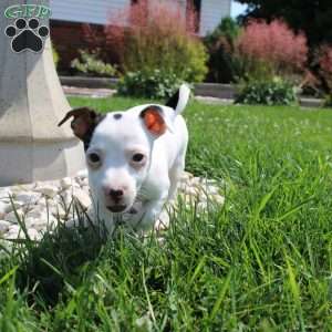 Sheila, Jack Russell Terrier Puppy