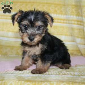Debbie, Yorkie Puppy