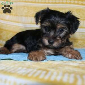 Dallus, Yorkie Puppy