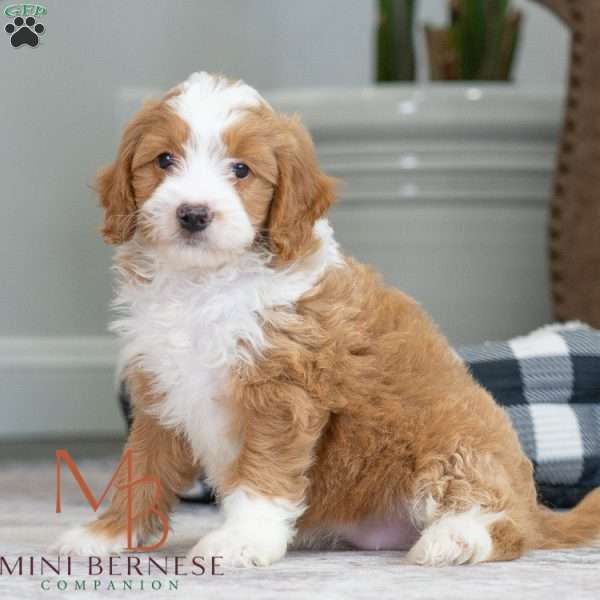 Beverly, Mini Bernedoodle Puppy