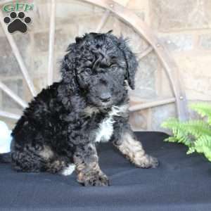 Jack, Mini Labradoodle Puppy