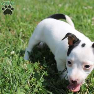 Sheila, Jack Russell Terrier Puppy