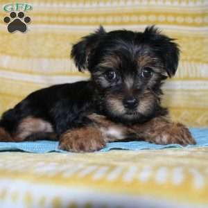 Dallus, Yorkie Puppy