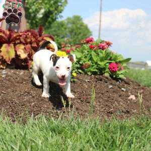 Sheila, Jack Russell Terrier Puppy