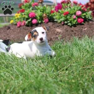Shelly, Jack Russell Terrier Puppy
