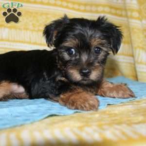 Dallus, Yorkie Puppy