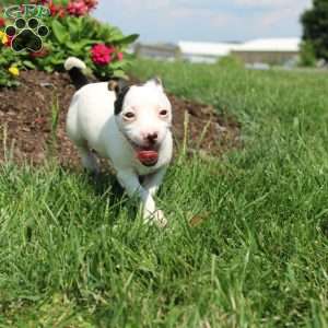 Sheila, Jack Russell Terrier Puppy