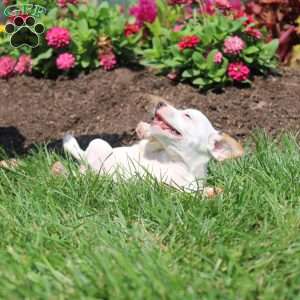 Shelly, Jack Russell Terrier Puppy