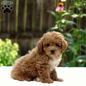 Dusty, Toy Poodle Puppy
