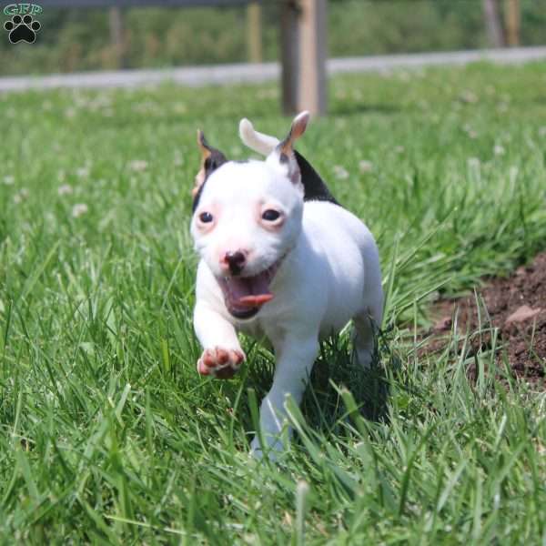 Sheila, Jack Russell Terrier Puppy