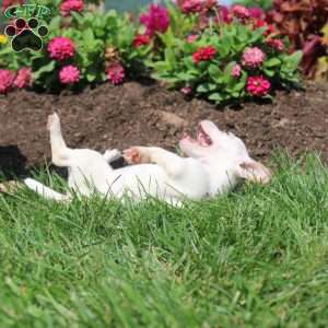 Shelly, Jack Russell Terrier Puppy