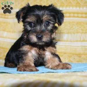 Dallus, Yorkie Puppy