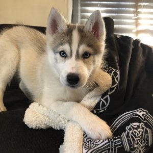 Amber FuerNeisen,  Breeder