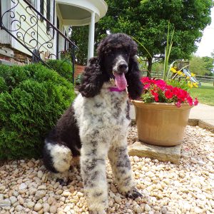 John & Lena Stoltzfus, View PuppiesView Puppies Breeder