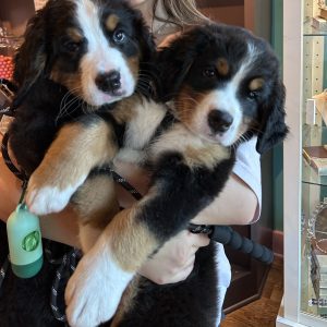 Kristen Stoll,  Breeder