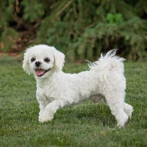 Mervin Beiler,  Breeder