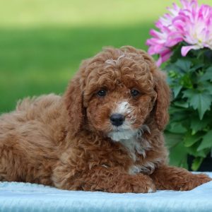 Loren Martin,  Breeder