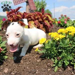 Sheila, Jack Russell Terrier Puppy