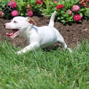 Shelly, Jack Russell Terrier Puppy