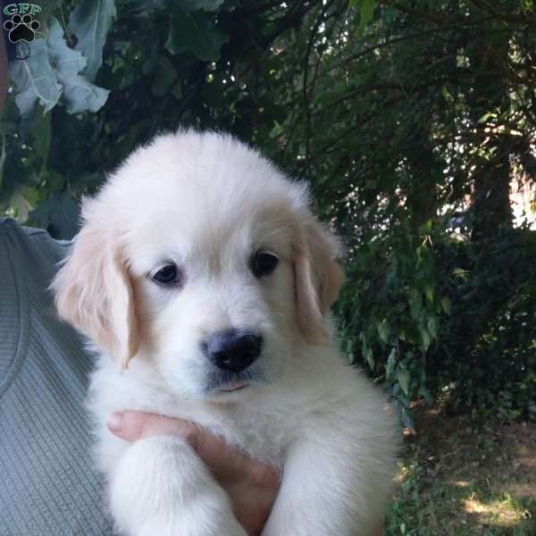 Poppy, English Cream Golden Retriever Puppy