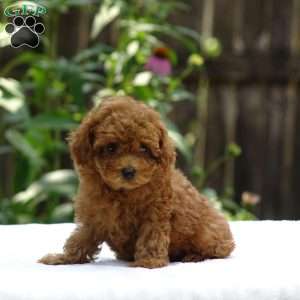 Daisy, Toy Poodle Puppy