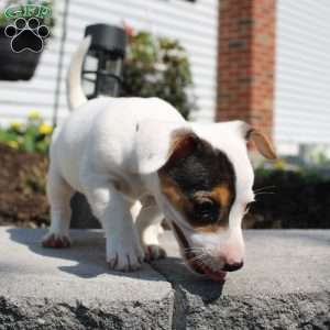 Shelly, Jack Russell Terrier Puppy