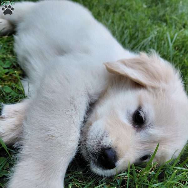 Pepper, English Cream Golden Retriever Puppy