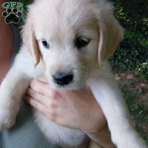 Pixie, English Cream Golden Retriever Puppy