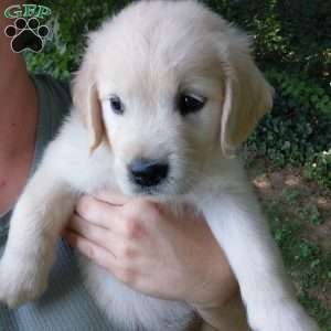 Pixie, English Cream Golden Retriever Puppy