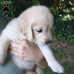 Pixie, English Cream Golden Retriever Puppy