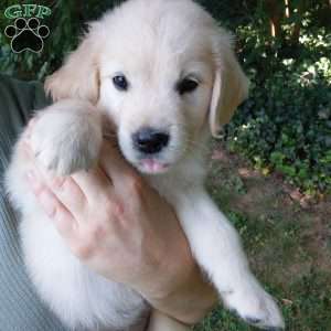 Pixie, English Cream Golden Retriever Puppy