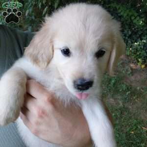 Pixie, English Cream Golden Retriever Puppy