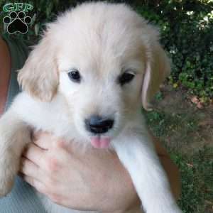 Pixie, English Cream Golden Retriever Puppy