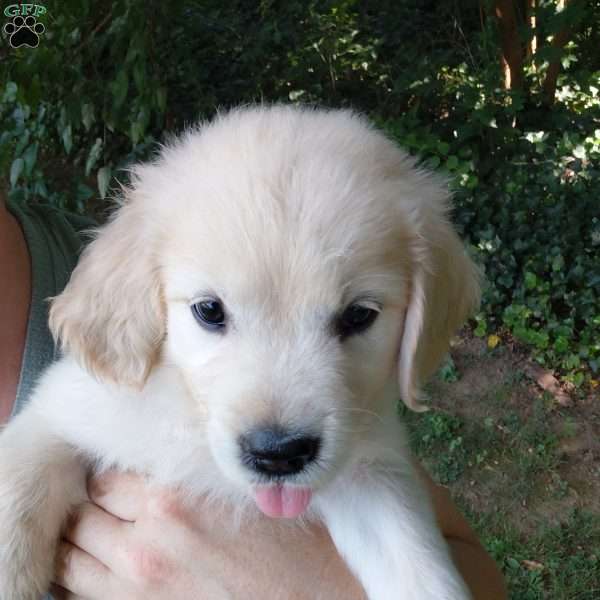 Pixie, English Cream Golden Retriever Puppy