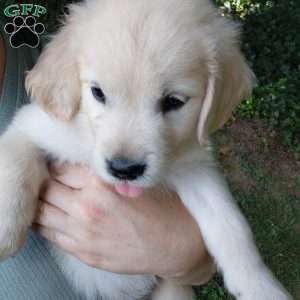 Pixie, English Cream Golden Retriever Puppy