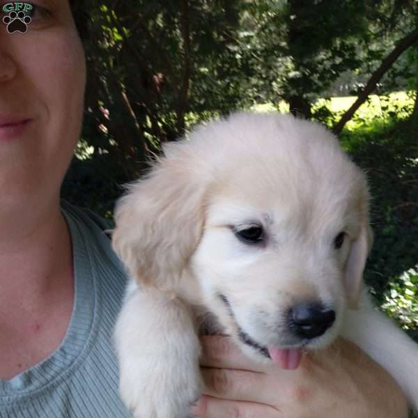 Pixie, English Cream Golden Retriever Puppy