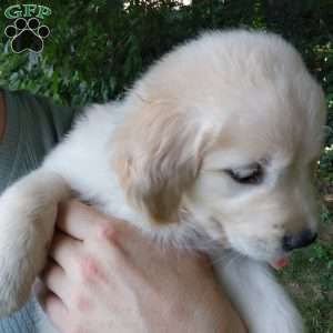 Pixie, English Cream Golden Retriever Puppy