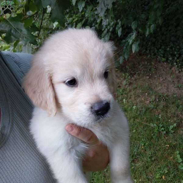 Peter, English Cream Golden Retriever Puppy