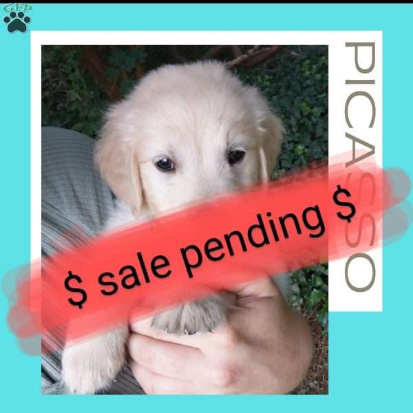 Picasso, English Cream Golden Retriever Puppy